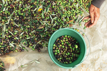hands with olives, picking from plants during harvesting, green, black, beating to obtain extra...