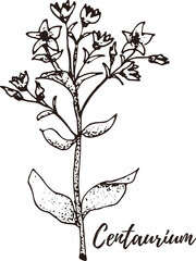 Fototapeta premium Centaurium. Set of hand drawn vector spices and herbs. Medicinal, cosmetic, culinary plants.