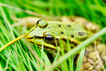 Green pond frog is sitting in the grass. Amphibian camouflages itself in nature.