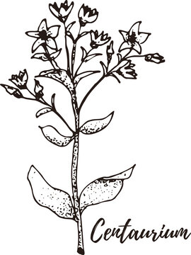 Centaurium. Set of hand drawn vector spices and herbs. Medicinal, cosmetic, culinary plants.