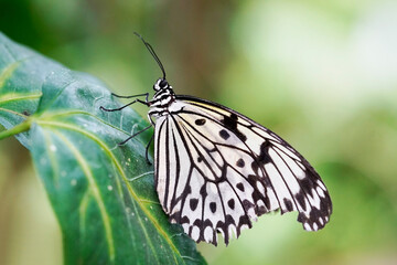 White tree nymph. Insect in close-up. Black and white butterfly. Idea leuconoe. Large tree nymph butterfly.