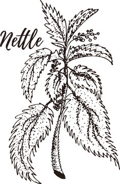 Nettle. Set of hand drawn vector spices and herbs. Medicinal, cosmetic, culinary plants.