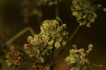 withered and decayed flowers of peucedanum