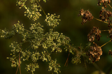 withered and decayed flowers of peucedanum
