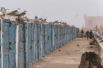 Möven auf der Hafenmauer von Essaouira, Marokko