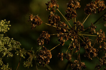 withered and decayed flowers of peucedanum