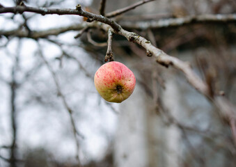 Last apple on the apple tree
