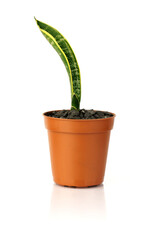 leaf Sansevieria laurenti in a flowerpot isolated on white background.