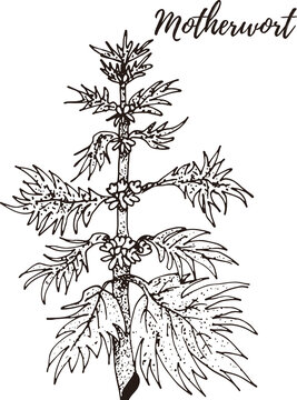 Motherwort. Set of hand drawn vector spices and herbs. Medicinal, cosmetic, culinary plants.