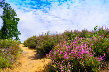 Obraz premium Weseler Heide nature reserve. Landscape with blooming heather plants near the Lueneburg Heath.