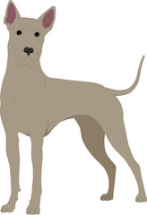 The Thai Ridgeback Colored Vector Illustration