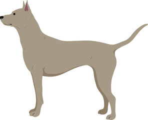 The Thai Ridgeback Colored Vector Illustration
