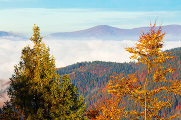 Fototapeta premium transcarpathian rural landscape at sunrise. countryside scenery of carpathian mountains in autumn. trees and fields on rolling hills. clouds and mist glowing in the morning light
