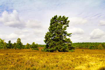 Fototapeta na wymiar Weseler Heide nature reserve. Landscape with blooming heather plants near the Lueneburg Heath.