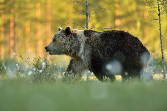 Brown bear walking, sunny forest in the background