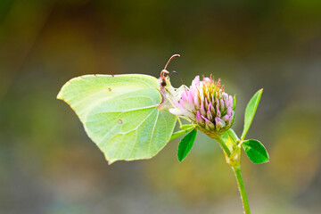 Brimstone butterfly on a clover blossom. Insect close up. Yellow butterfly in natural environment. Gonepteryx rhamni.