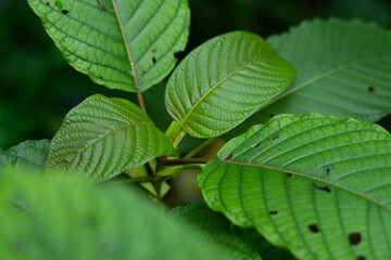  Kratom (Mitragyna speciosa)
Kratom is Thai herbal which encourage health.