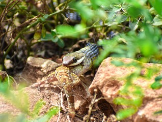 A Bronzeback Snake is in hungry it seems and eating lizard.