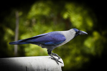  Bird of the genus Corvus, The word 
