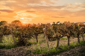 Naklejka premium Vineyards in early autumn in Penedes region in Catalonia Spain
