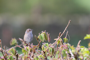 A dunnock sitting proudly in a hedgerow