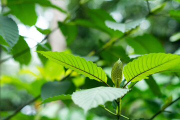  Kratom (Mitragyna speciosa)
Kratom is Thai herbal which encourage health.