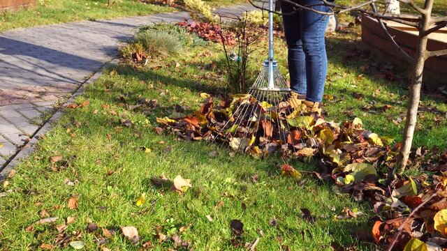 Collect autumn leaves with a rake, work in the garden. Gardener raking dry leaves in autumn garden. Autumn garden background. woman picks up leaves. . High quality 4k footage