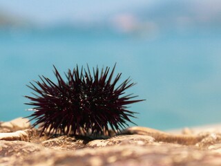 Sea ​​urchin on a mediterranean beach