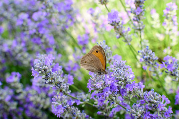 Many small blue lavender flowers in a garden in a sunny summer day photographed with selective focus, beautiful outdoor floral background.