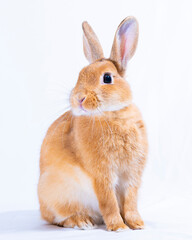 orange rabbit with white background