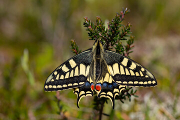 The wonderful Swallowtail butterfly (Papilio machaon) (Kırlangıçkuyruk) turkish name...