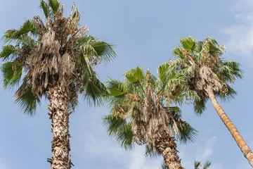 Fototapete Datellpalmen vor blauem Himmel © driendl
