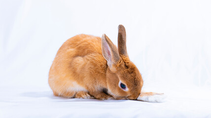 rabbit
