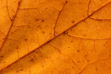 Autumn leaf macro close up shot. Top view, visible veins