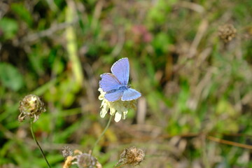 Motyl na koniczynie