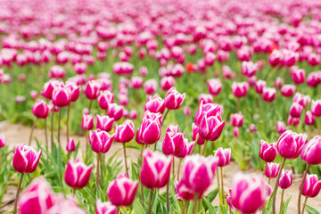 Obraz premium Flowers in spring park. Flower landscape. Colorful tulip flowers in spring park.