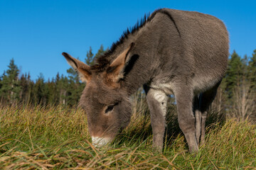 Sweet young donkey grazing in a summer field
