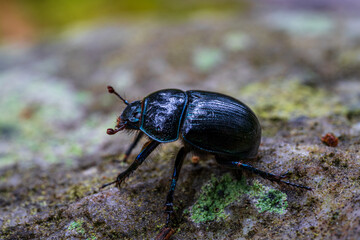 Macro close up of a black and blue beetle