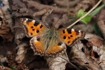 Nymphalis polychloros (Large Tortoiseshell, Blackleg Tortoiseshell) butterfly