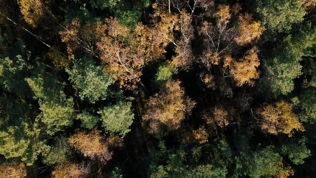 An aerial view of think forest landscape in Coburg Bavaria, Germany