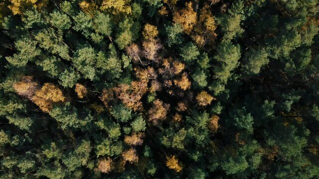 An aerial view of think forest landscape in Coburg Bavaria, Germany