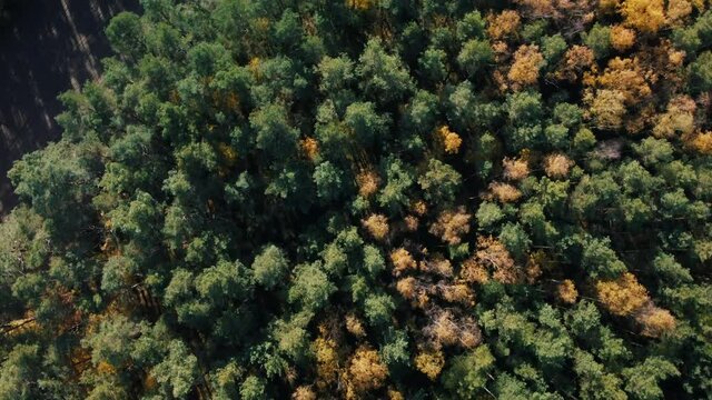 An aerial view of think forest landscape in Coburg Bavaria, Germany
