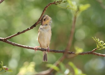 Baya weaver bird standing on branch. Ploceus philippinus. The baya weaver is a weaverbird found across the Indian Subcontinent and Southeast Asia.