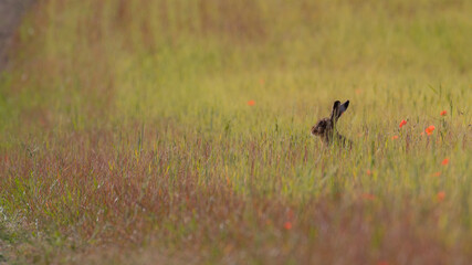 Naklejka na ściany i meble An alert hare hiding in a meadow