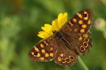 Obraz premium Speckled Wood (Pararge aegeria) butterfly