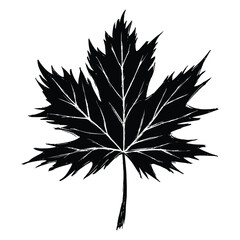 Maple Leaf sketch drawing isolated on white background. Digital Illustration