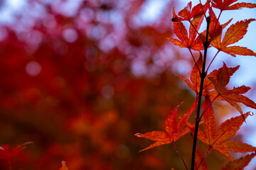 紅葉