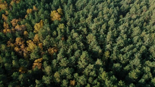 An aerial view of think forest landscape in Coburg Bavaria, Germany