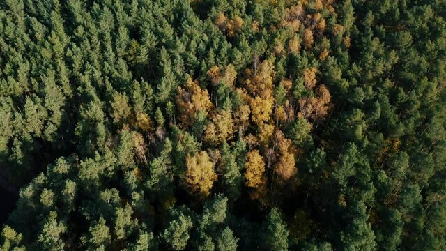 An aerial view of think forest landscape in Coburg Bavaria Germany