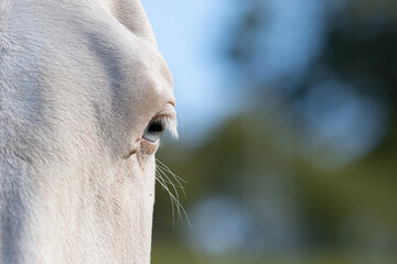 A horses eye in the sun against a soft background